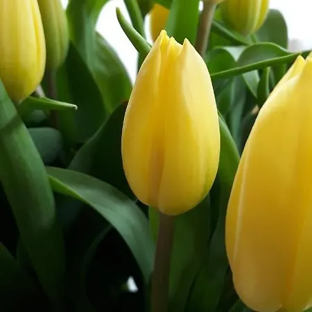 Haus Gmahblick Ferienwonungen 4* אלפבאך