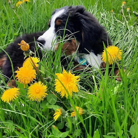 Haus Gmahblick Ferienwonungen אלפבאך