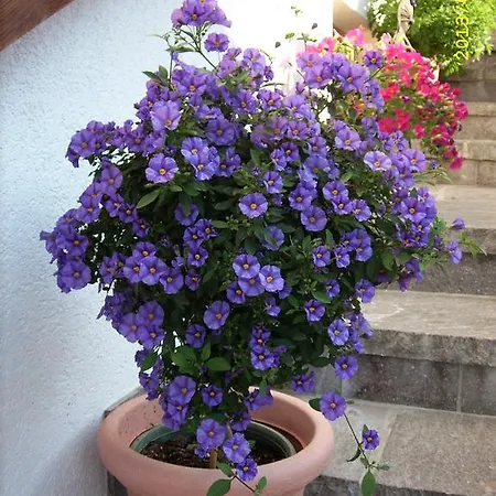 Guest house Haus Gmahblick Ferienwonungen *